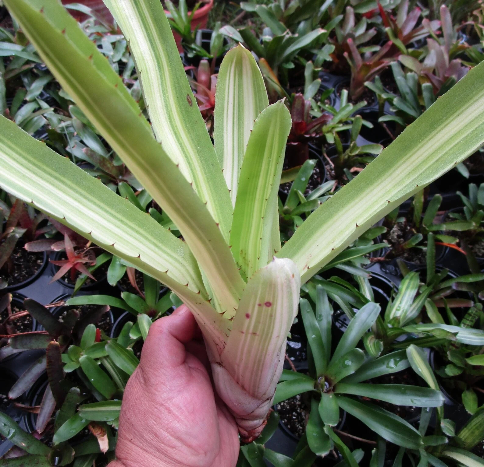 BUY 4 SAVE 15% BROMELIAD Aechmea AQUILEGA VARIEGATED Full Sun – Large Grower