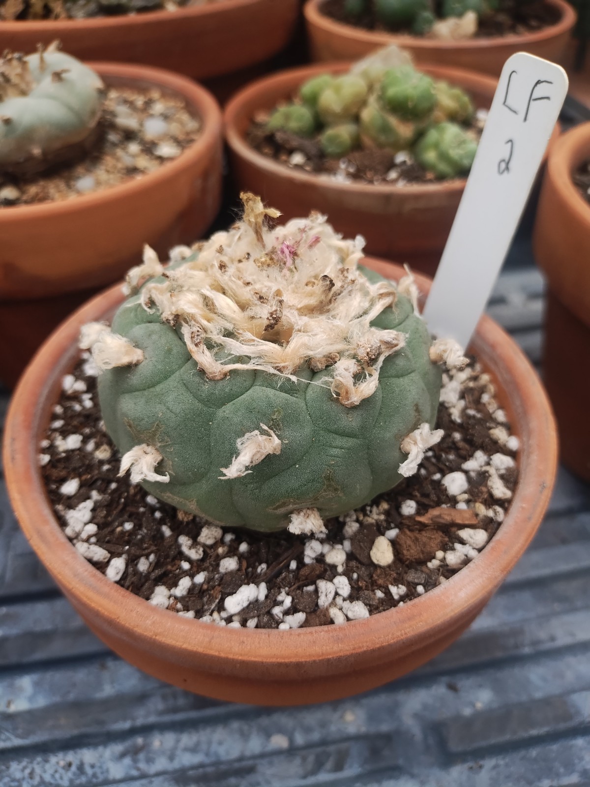 Rare Seed Grown Cactus 2.75 Inch Diameter, Plant #2