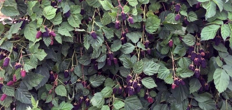 5 Columbia Star Blackberry – Thornless Rubus hybrid- Starter Plug