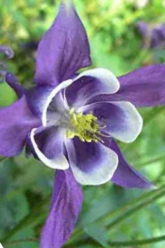 400 COLUMBINE MCKANA GIANTS SEEDS PERENNIAL SPRING MIX FLOWER DEER RESISTANT USA