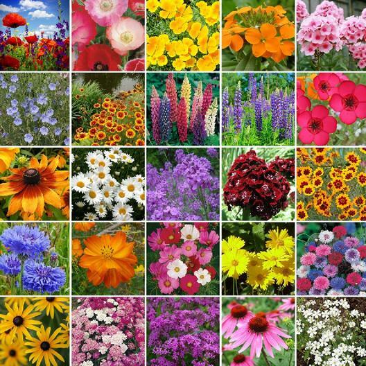Wildflower Mix NORTHEAST Regional 25 Species Non-GMO w/Perennials USA 500 Seeds
