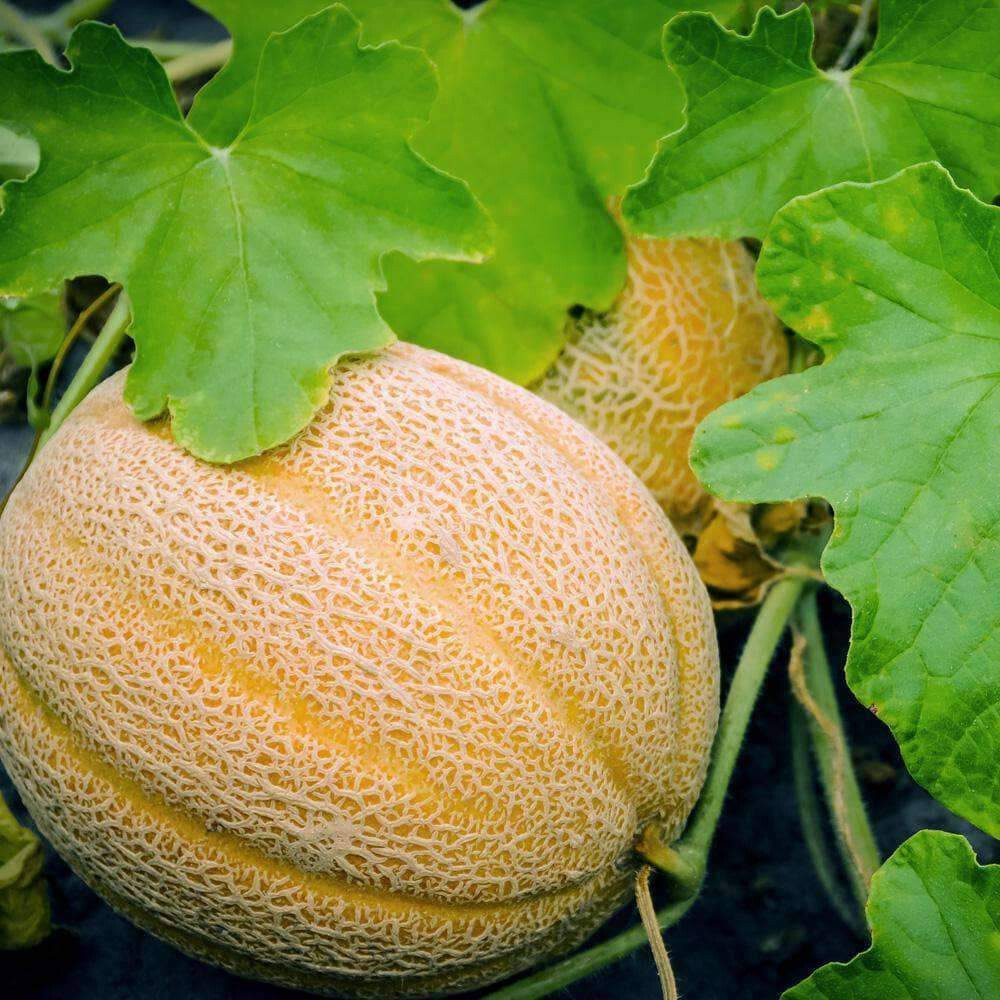 35 HALES BEST CANTALOUPE MELON SEEDS ~ heirloomseedguy ~ USA ~ 2026