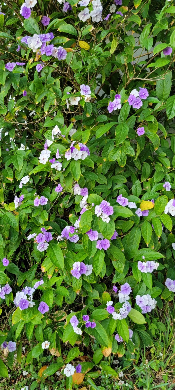 YESTERDAY, TODAY & TOMORROW Semi-Tropical Flowering Shrub, Purple White Lavender