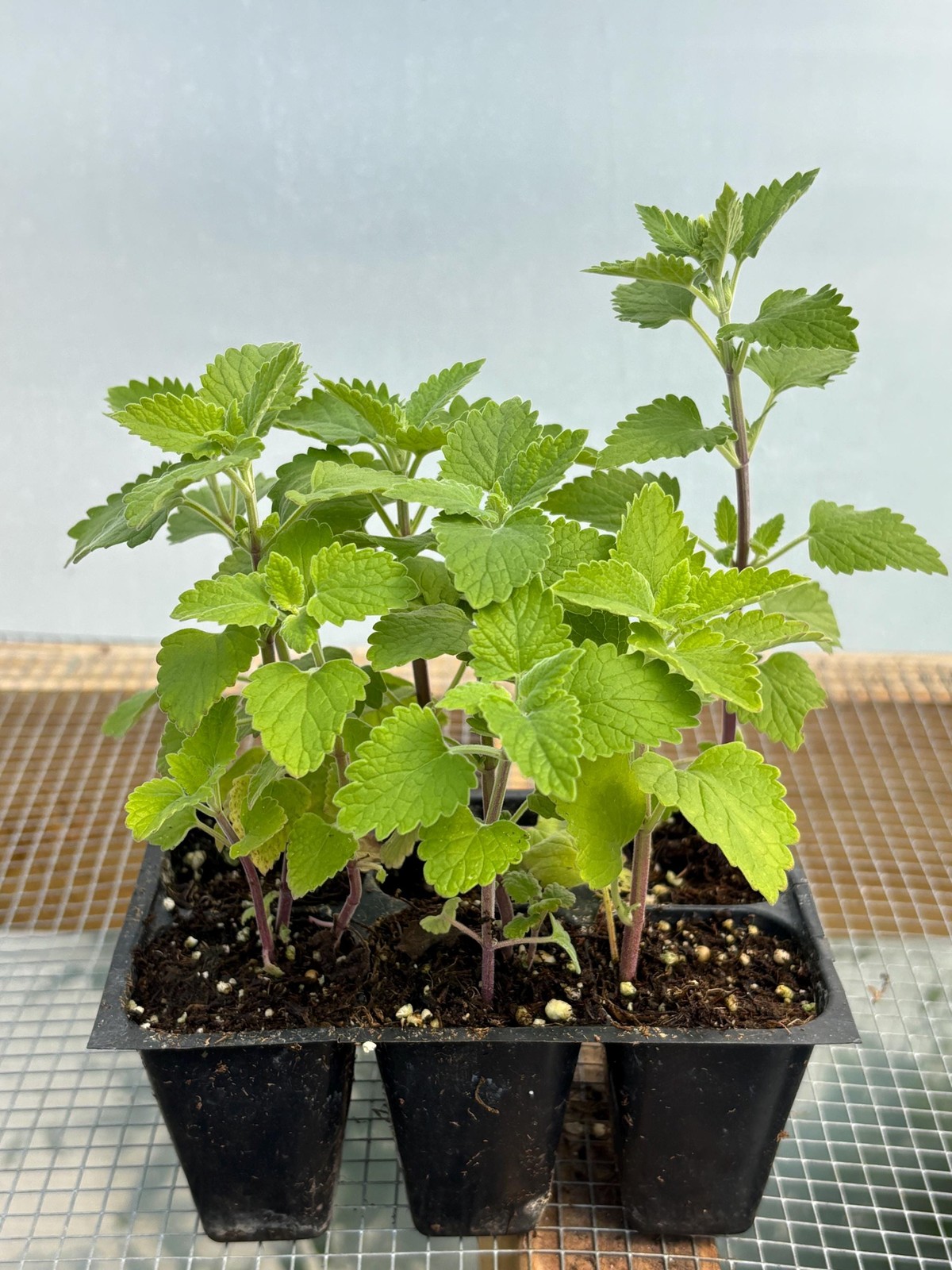Catnip Live Plant – Seedlings/Plugs and Plants – 3″- 12″ tall – 30-60+ days