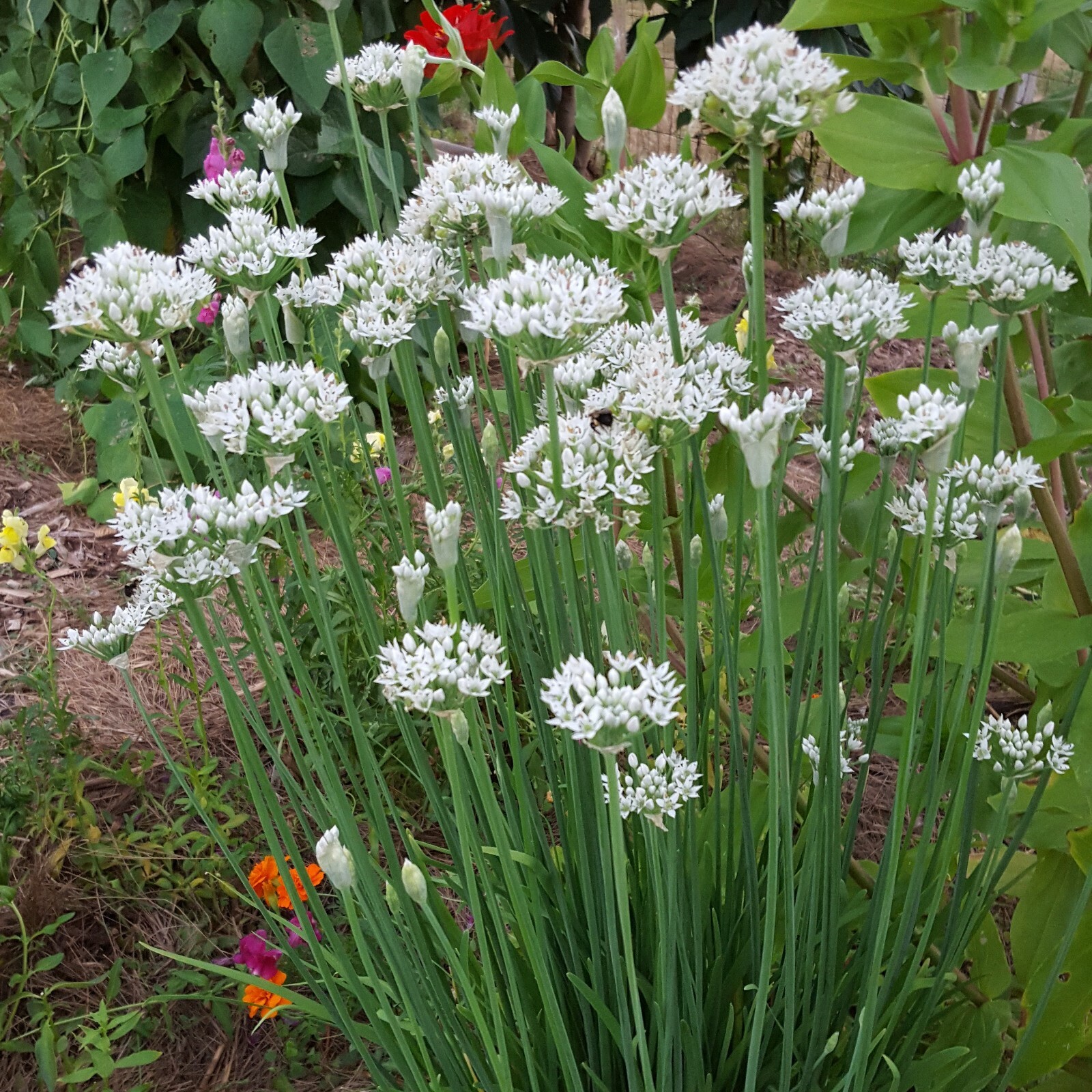 Garlic Chives Seeds 200+ Herb Vegetable Garden NON-GMO USA Seller FREE SHIPPING