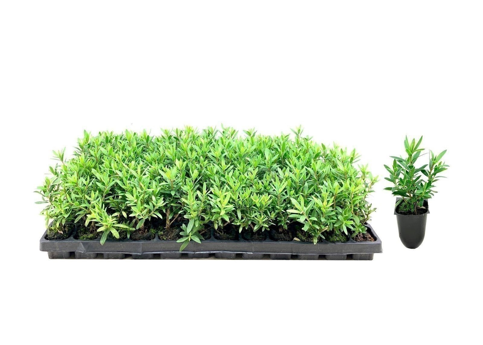 Bottlebrush Little John | 2 Inch | Callistemon citrinus | Low Maintenance Plant