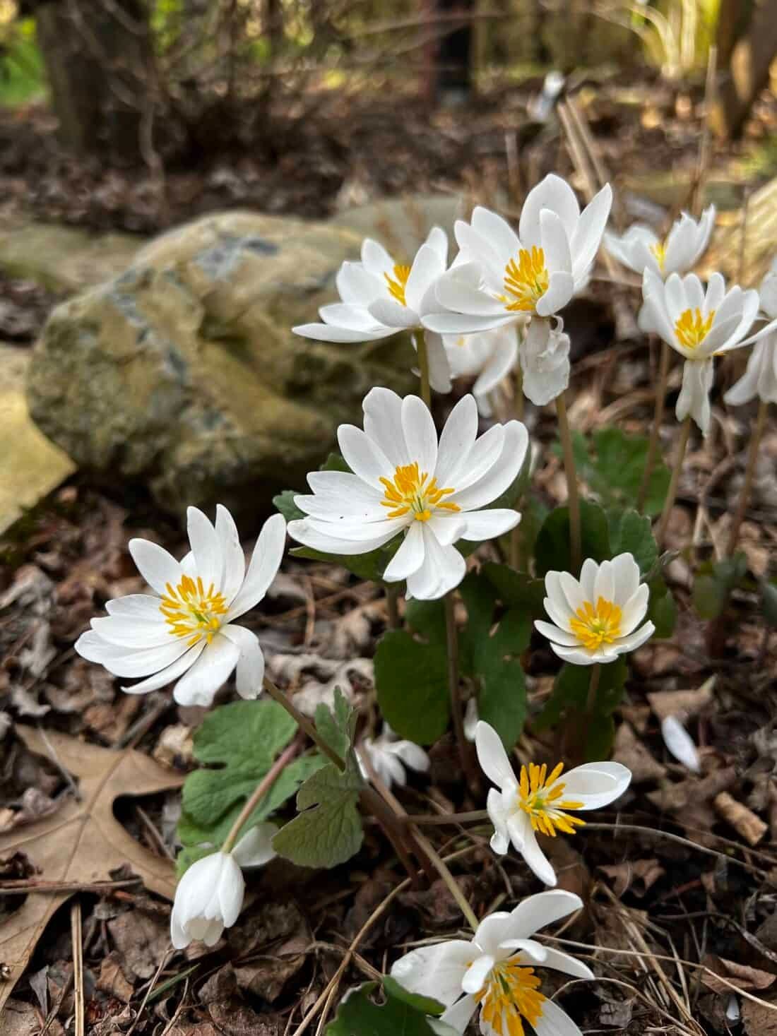 Blood Root – (Sanguinaria Canadensis) Perennial Bare Root