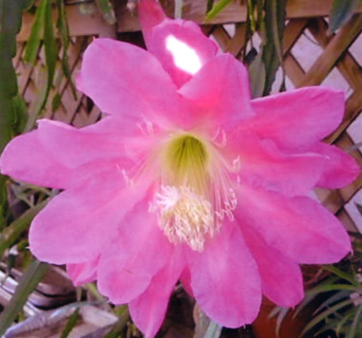 6 Mystery Epiphyllum Orchid Cactus Cuttings, Mixed colors, Assorted – Not Named
