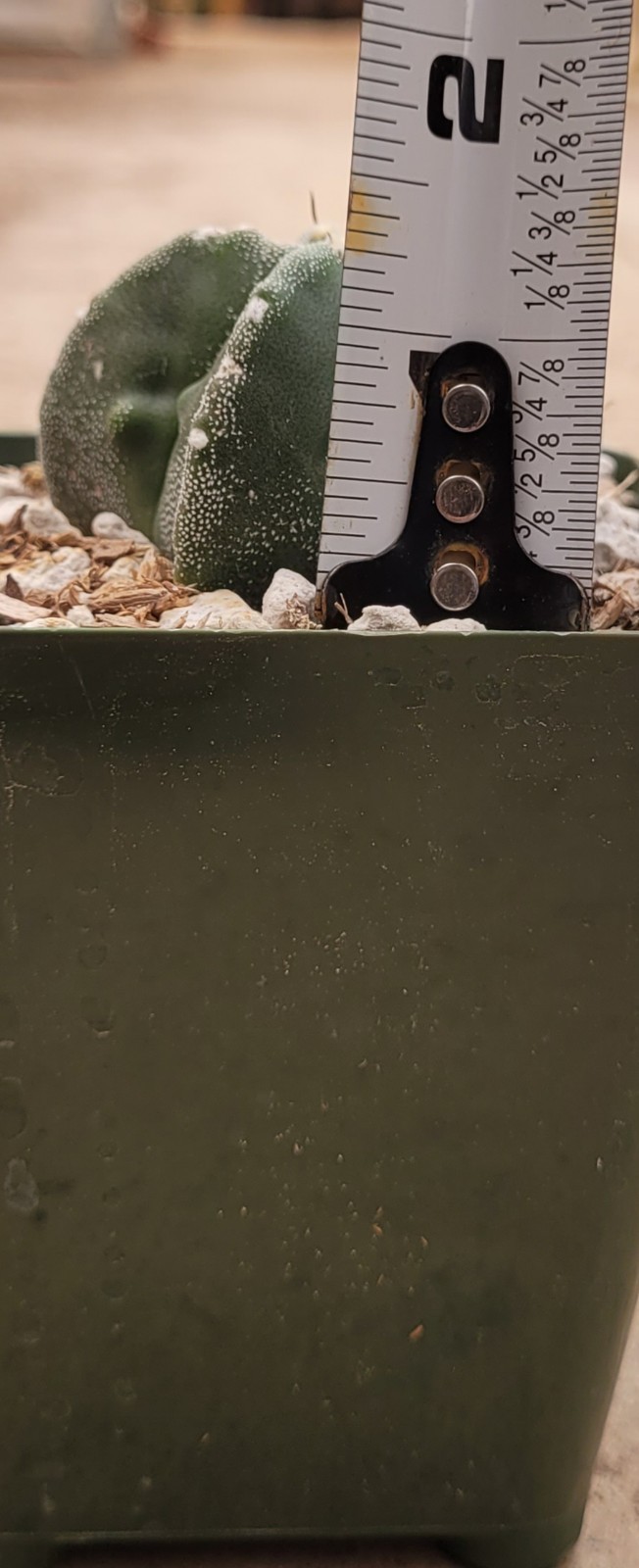Astrophytum Myriostigma Green With White Marginated Ribs 2″ Wide – Bare Root