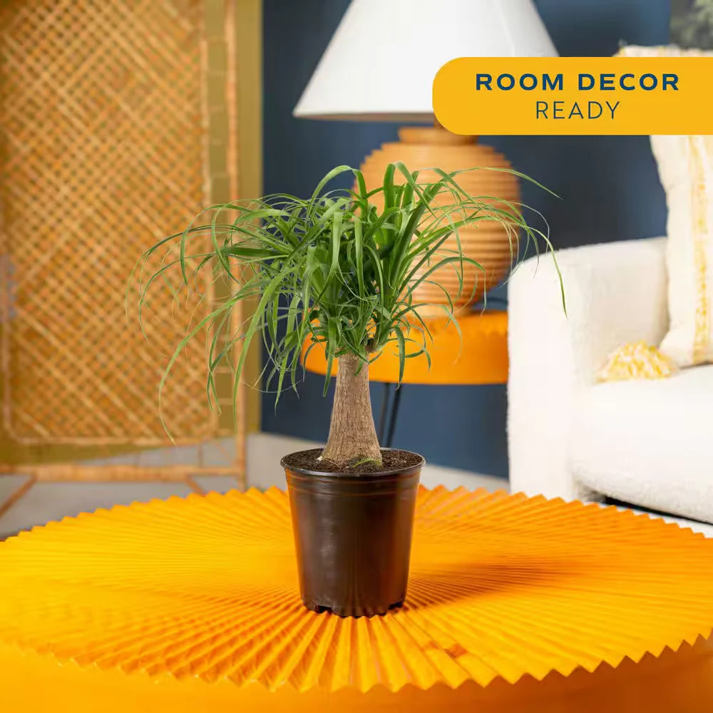 Ponytail Indoor Palm in 6 In. Grower Pot, Avg. Shipping Height 1-2 Ft. Tall