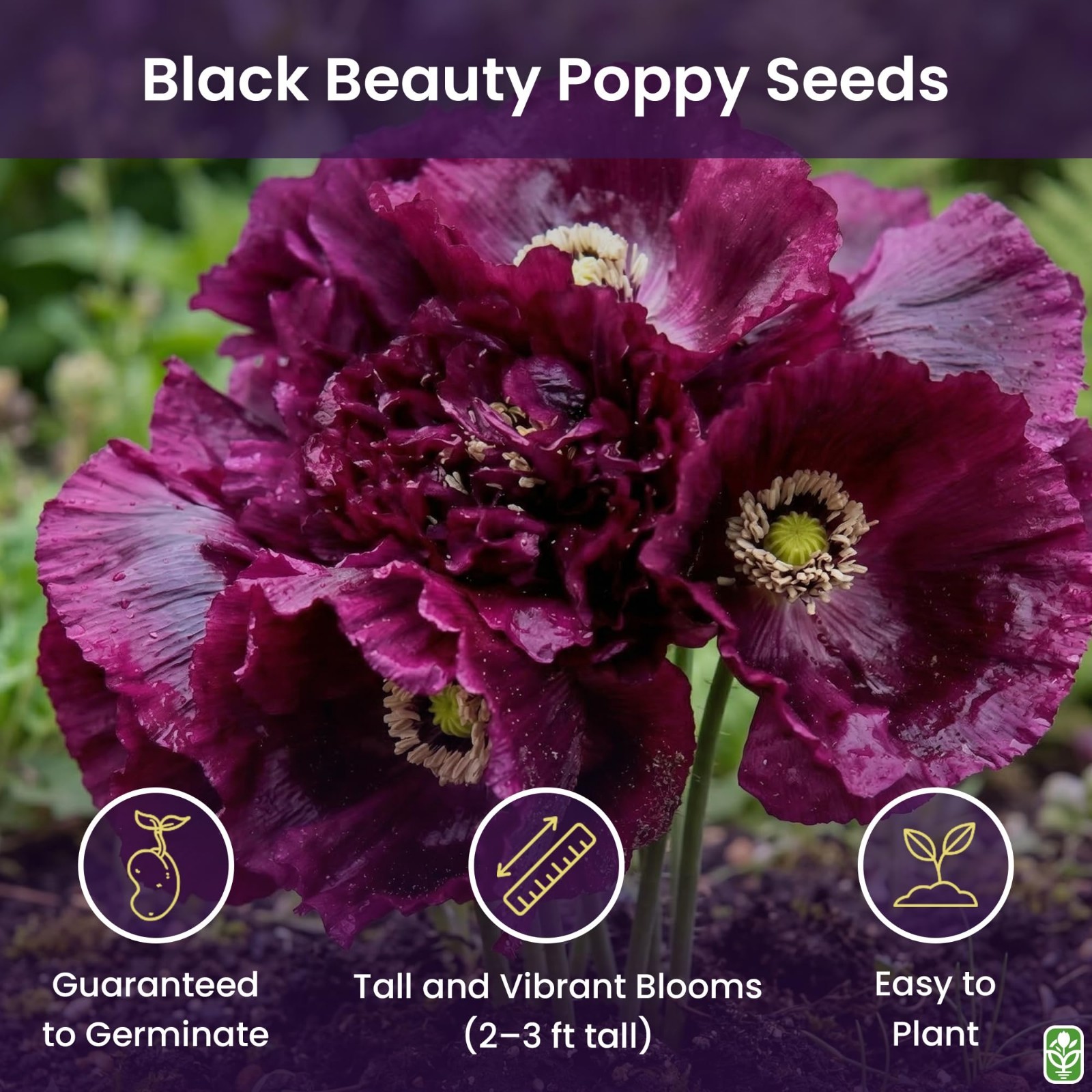 Tall Dark Purple Black Beauty Poppy Seeds – 300 Fresh Wildflower Seeds for Plant