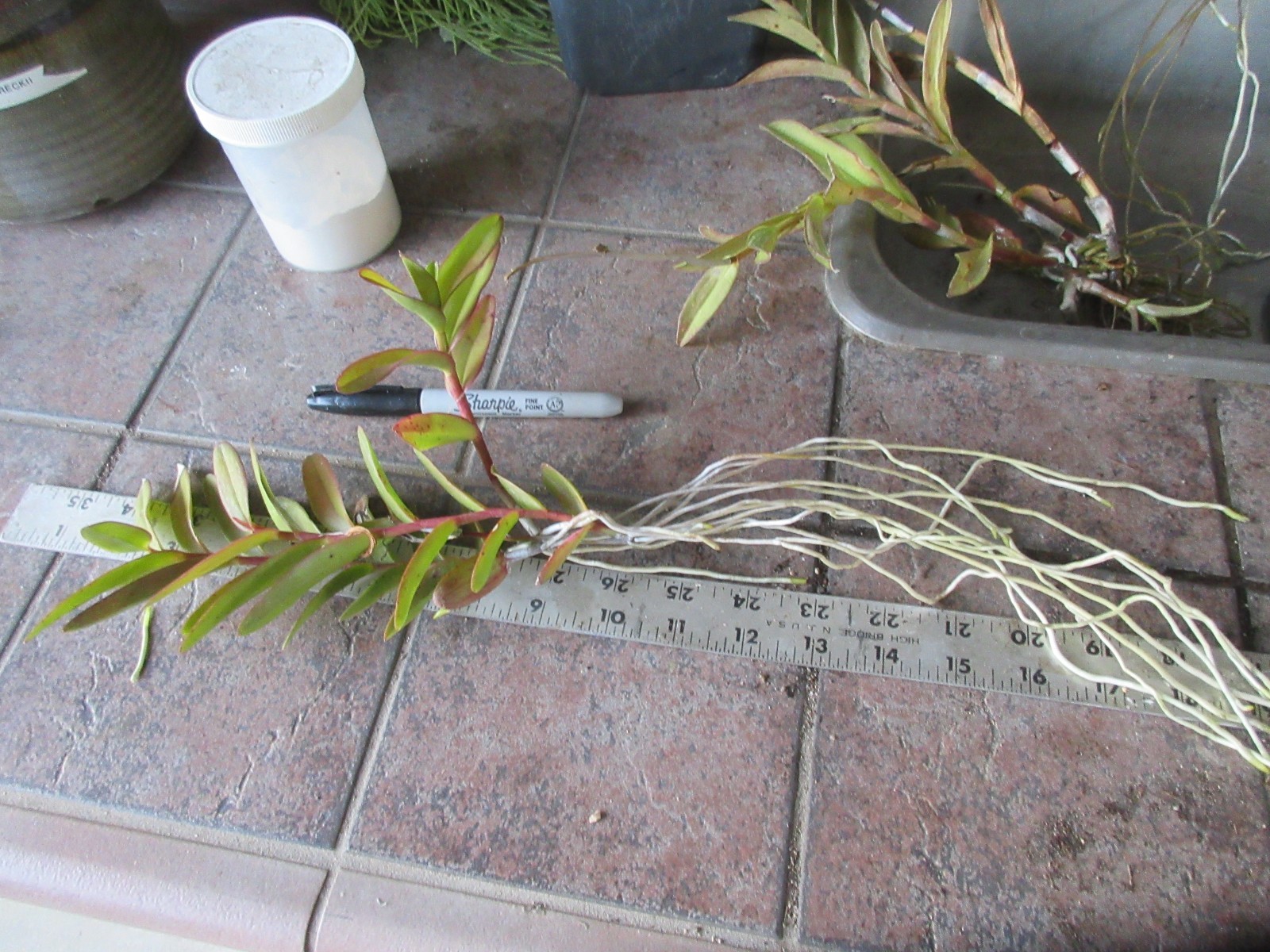 Epidendrum Orchid- Purple with Red/White centers Cluster of 3 + 1 keiki Shown #2