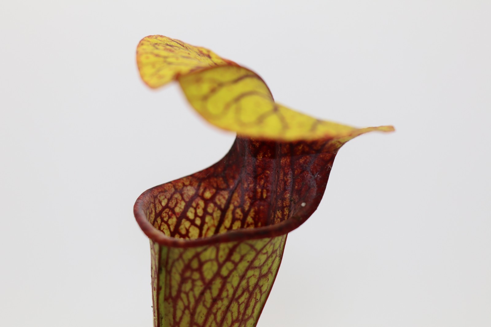 Sarracenia – Crimson Queen x Oreophila Sand Mountain 4