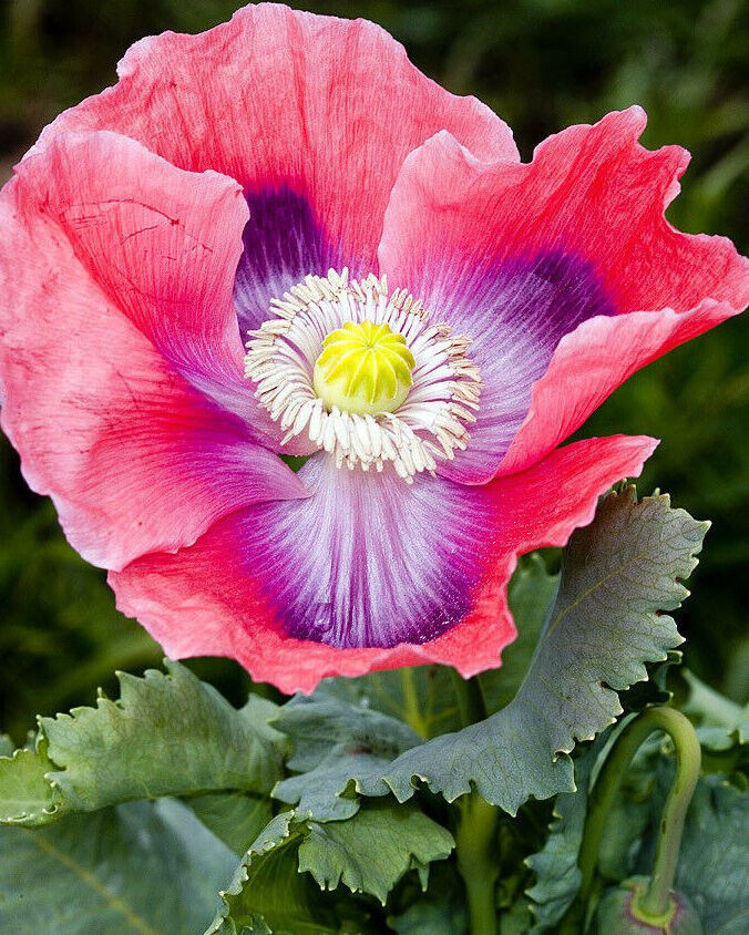 1,000 Seeds – Ultimate Mixed Poppy Seed – P. Somniferum – 10 Beautiful Varieties