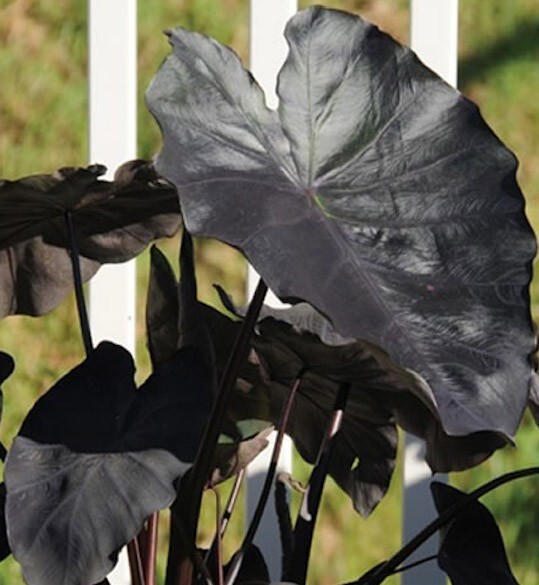 Black Magic – Colocasia esculenta- Elephant Ear – SMALL ROOTED STARTER Plant