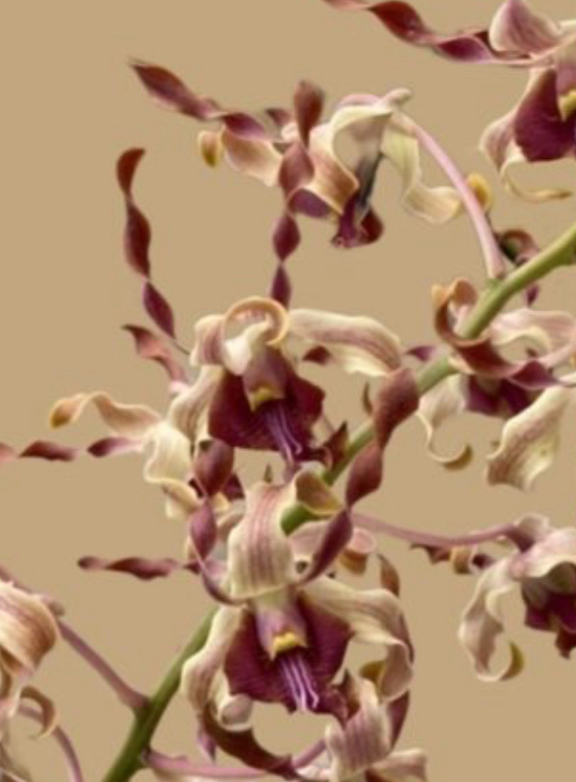 Dendrobium Airy Brown Spin Antelope Den. 4” Orchid Plant