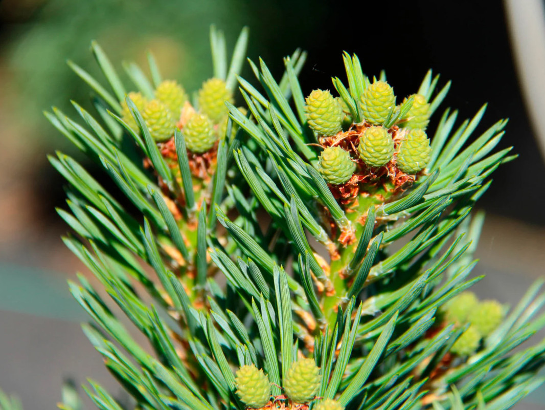 Live Scotch Pine Tree – 14–22″ Tall – Potted Tree – Ideal for Garden or Patio