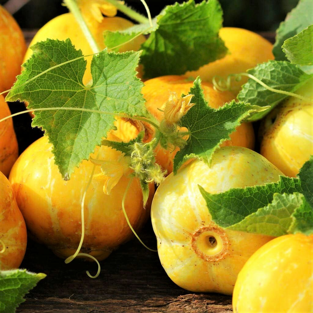 Heirloom Lemon Cucumber Seeds