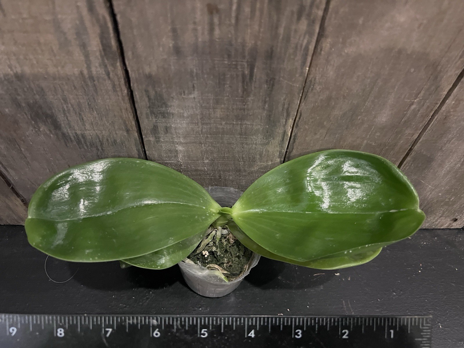 Phal. Mituo Golden Tiger, Mericlone, Blooming Size, Fragrant, FREE Shipping