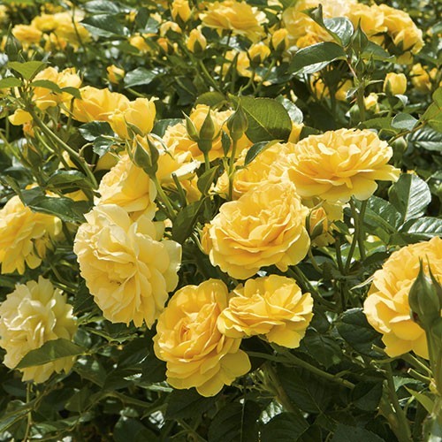 Julia Child™ Floribunda Rose – Live Plant ( 1 QT ) – Repeat Blooms