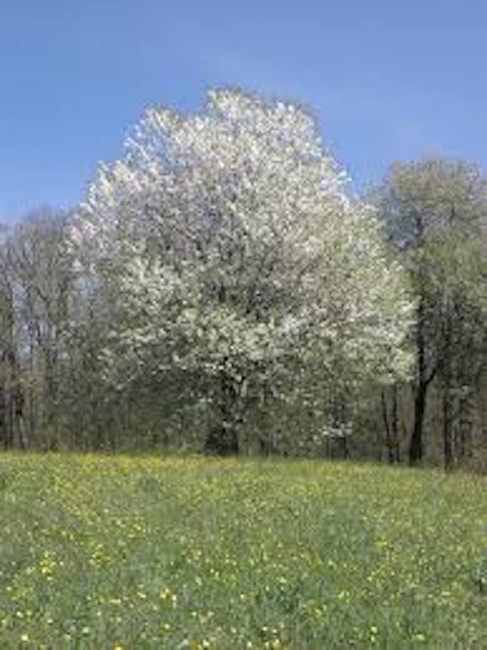 1 Black Cherry Tree 12-24″ Tall Prunus serotina Bare Root