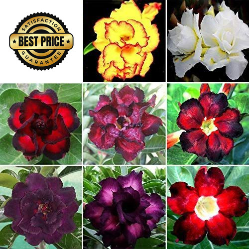 20 Mixed Color Desert Rose Seeds to Grow | red orange yellow pink white