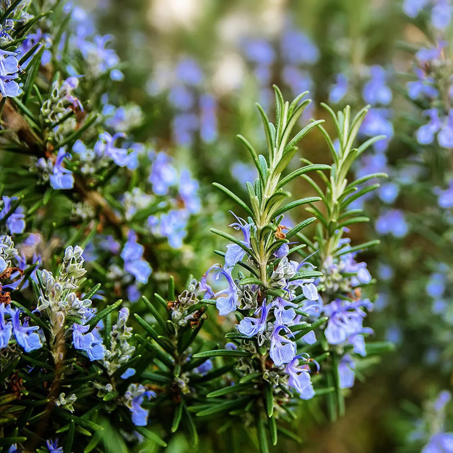 25++ Rosemary seeds – Culinary Perennial Garden Container Herb USA free Ship