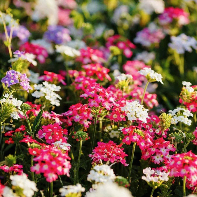200 Verbena Seeds – Compacta Mix – (Verbena hybrida) Flower Bee Friendly USA