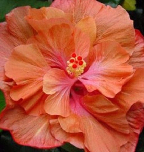 20 Double Orange Pink Hibiscus Seeds Flowers Flower Seed Perennial Bloom 493