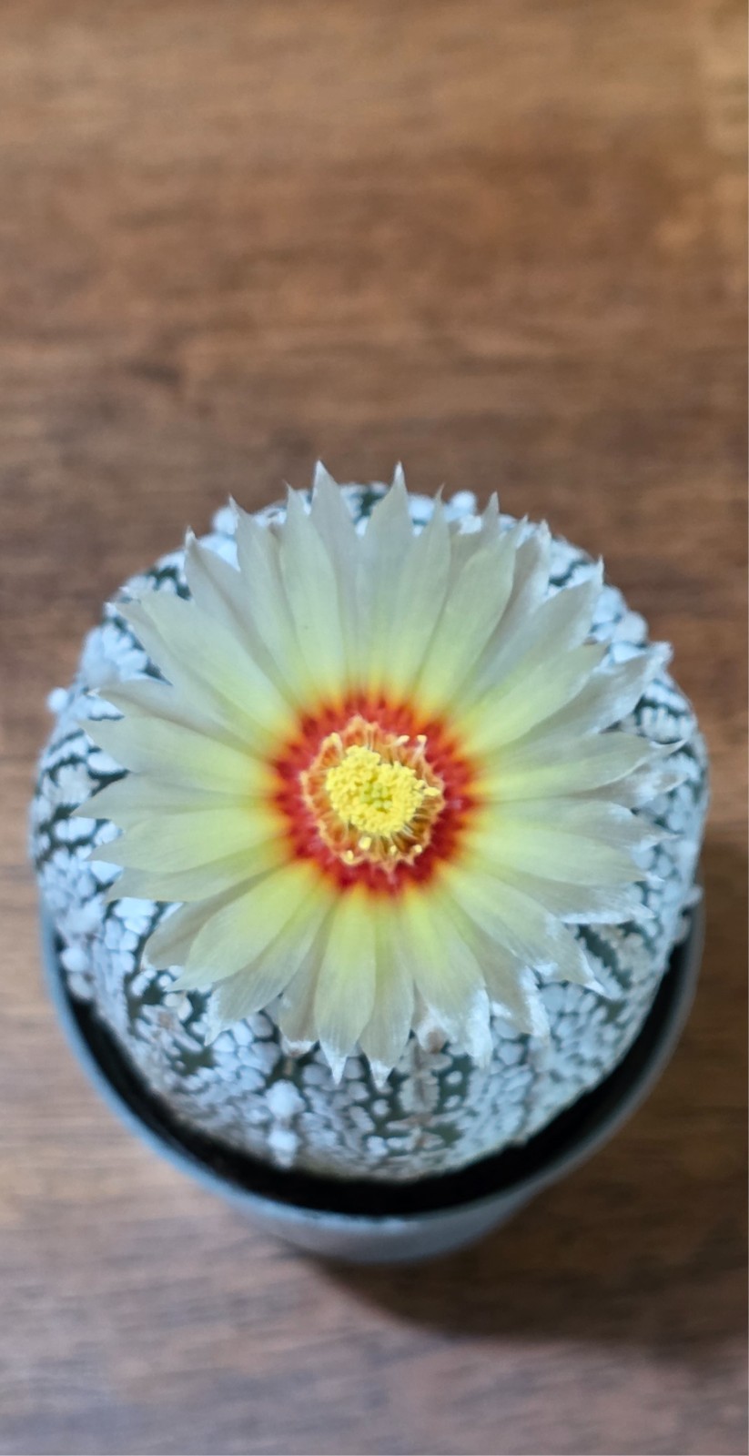 Astrophytum Asterias Super Kabuto Cactus RARE