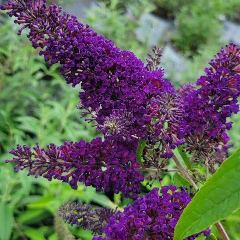 Black-Purple Butterfly Bush Live Shrub Plant Shrub, Buddleia Bush Well Rooted, 5