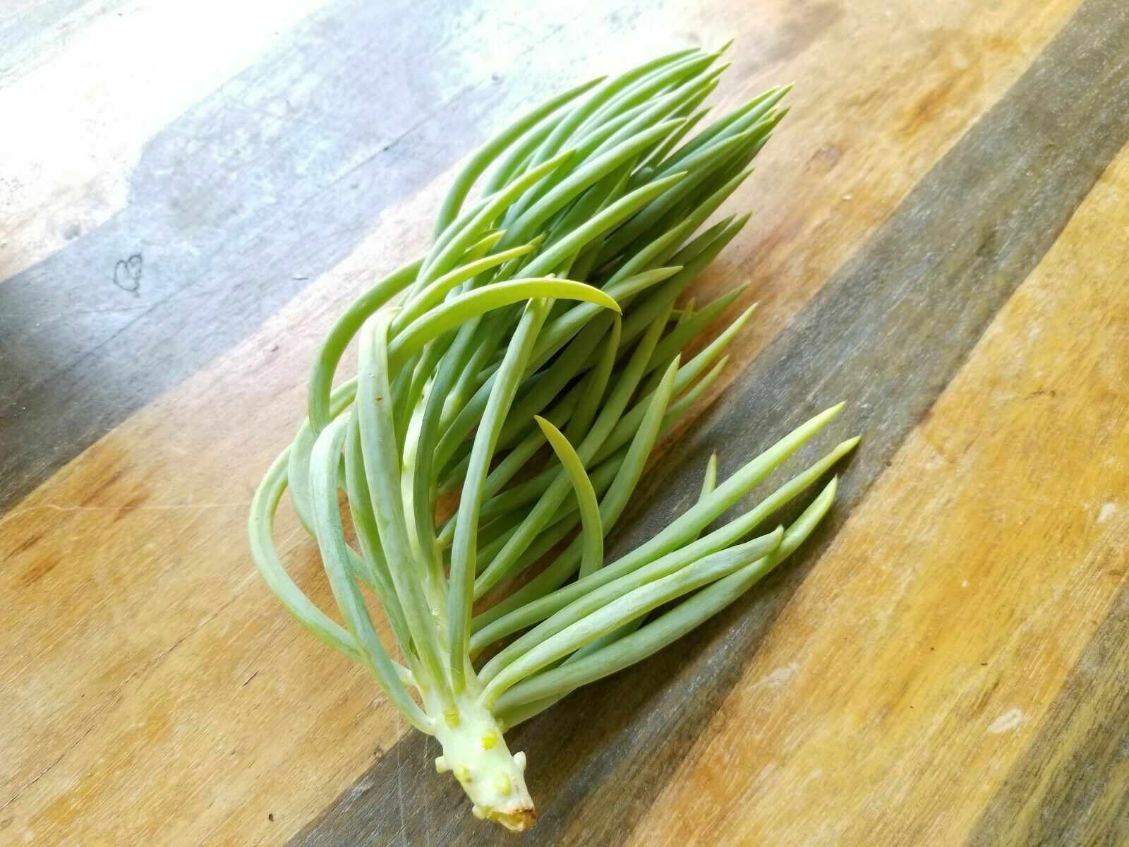 Senecio Vitalis Blue Serpents Mermaid’s Tail Chalk Fingers – Succulent Cuttings