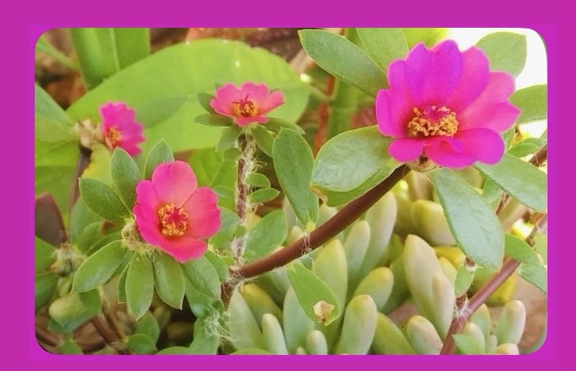 1000+ Pink Portulaca Amilis Seeds – Heat & Drought Tolerant Flower Seeds
