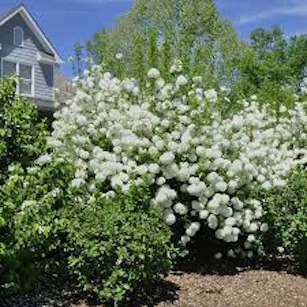 1 Japanese Snowball Plant 12-24″ Tall Viburnum plicatum Bare root