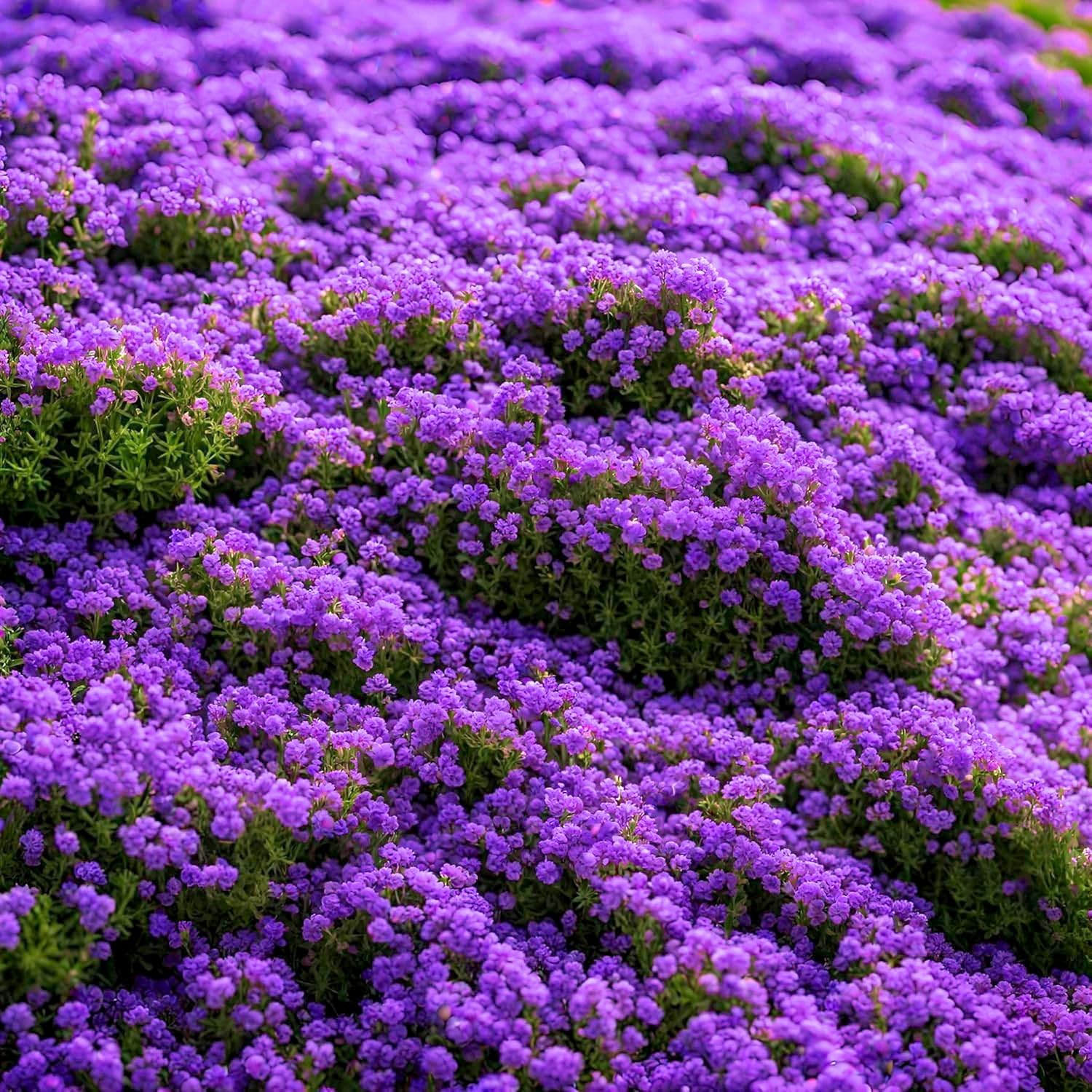 20000pcs Purple Creeping Thyme Seed for Planting Flowers Seeds purple
