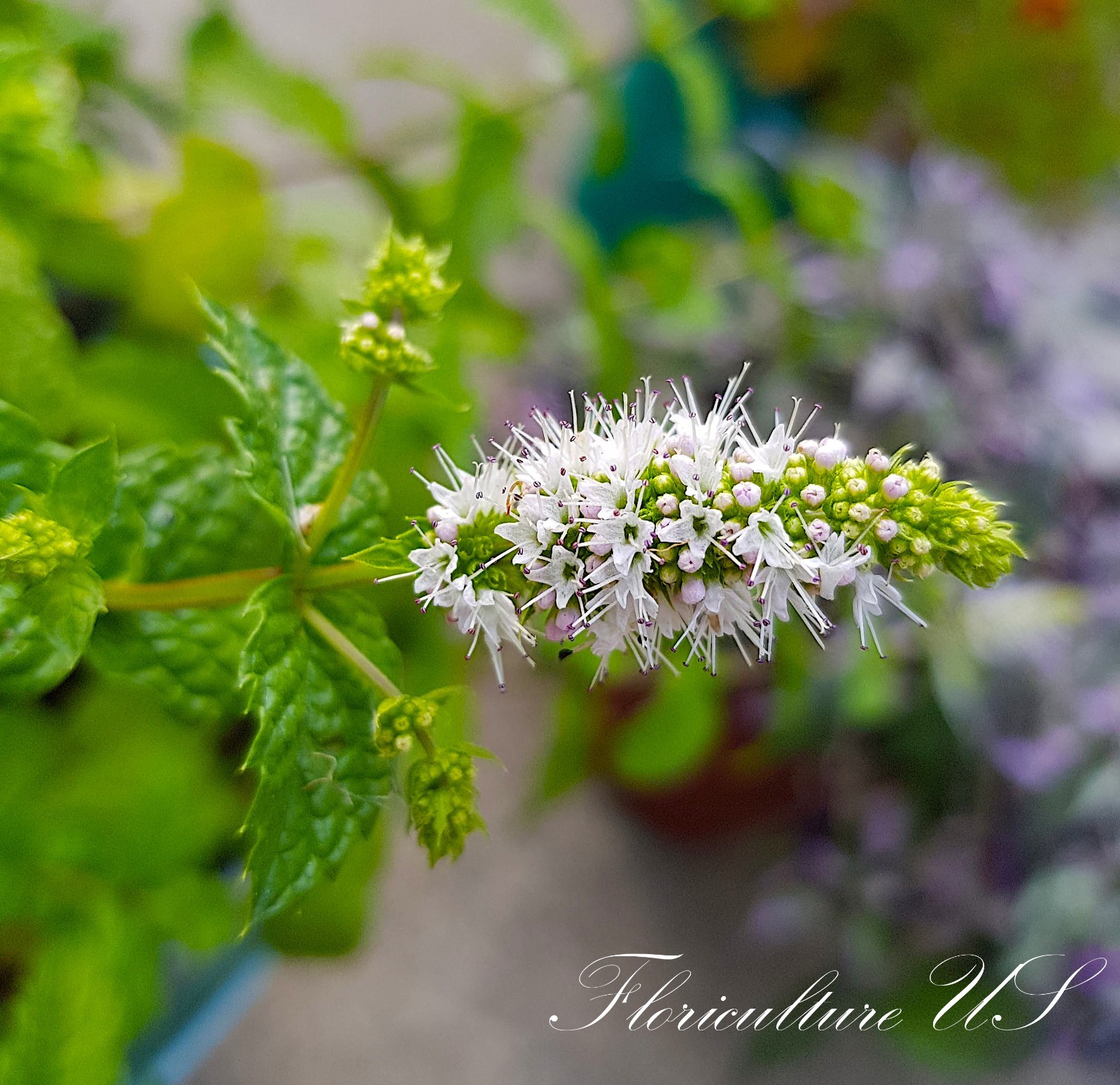 Mentha – Spearmint & Peppermint, Live Mint, Unrooted Cuttings, Herb