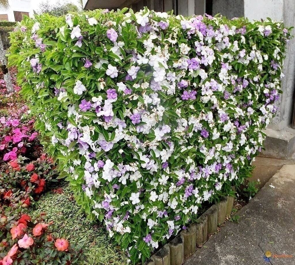Yesterday Today Tomorrow | 2 Inch | Brunfelsia pauciflora | Low Maintenance