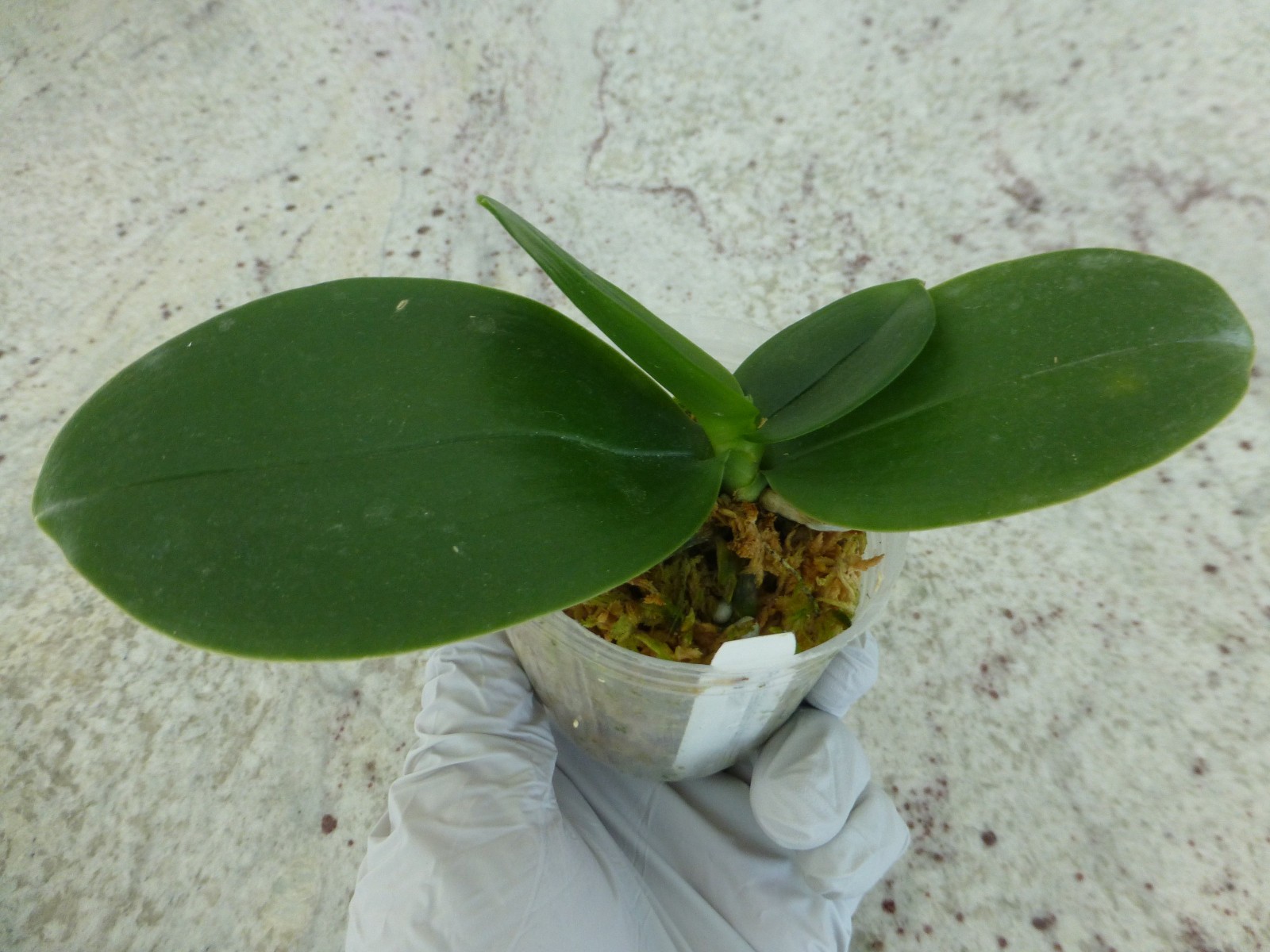 Fragrant Orchid Phalaenopsis Phal. Meidarland Kaiulani ‘Red Girl’ In 2.5″ Pot