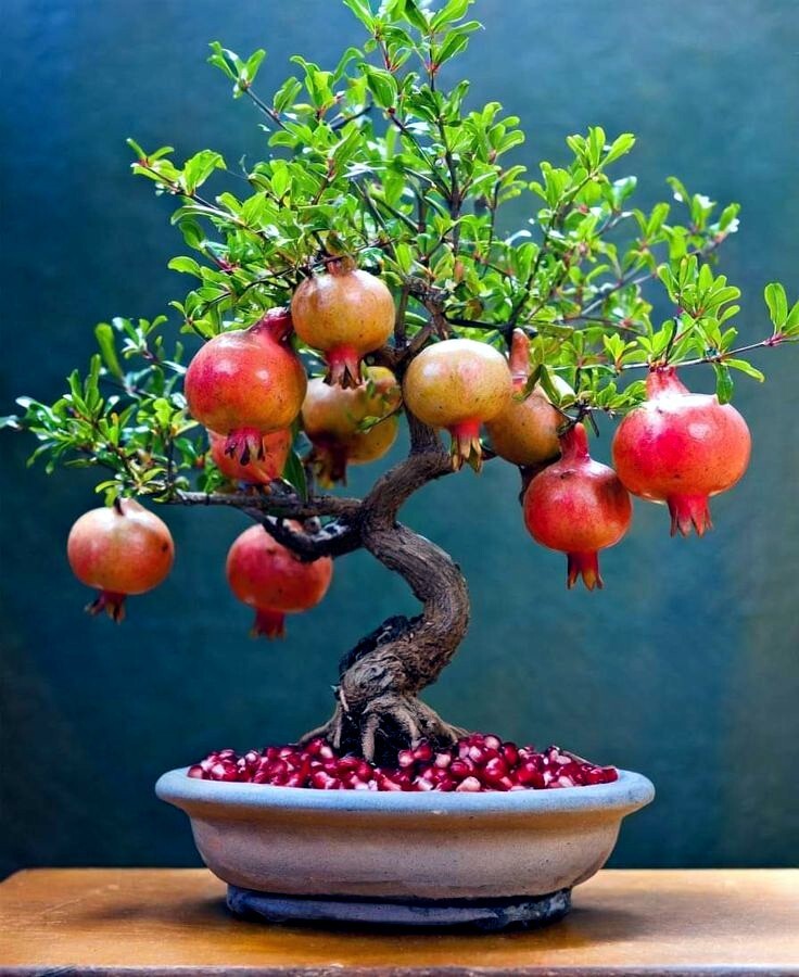 20 DWARF Pomegranate Tree Seeds (Punica granatum) Nana Garden Fruit House Plant