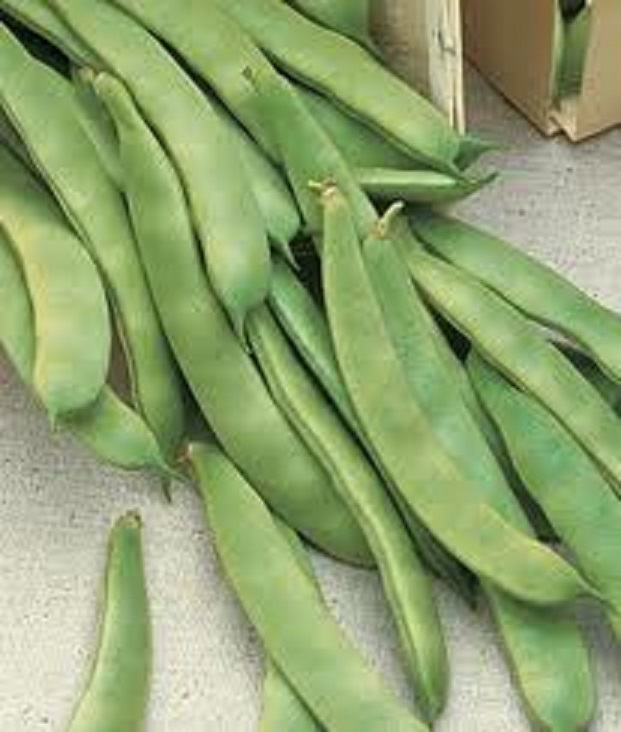 20+ Romano Pole Bean Seeds Italian Roma II Brown / White Flat Yard Qing Bain