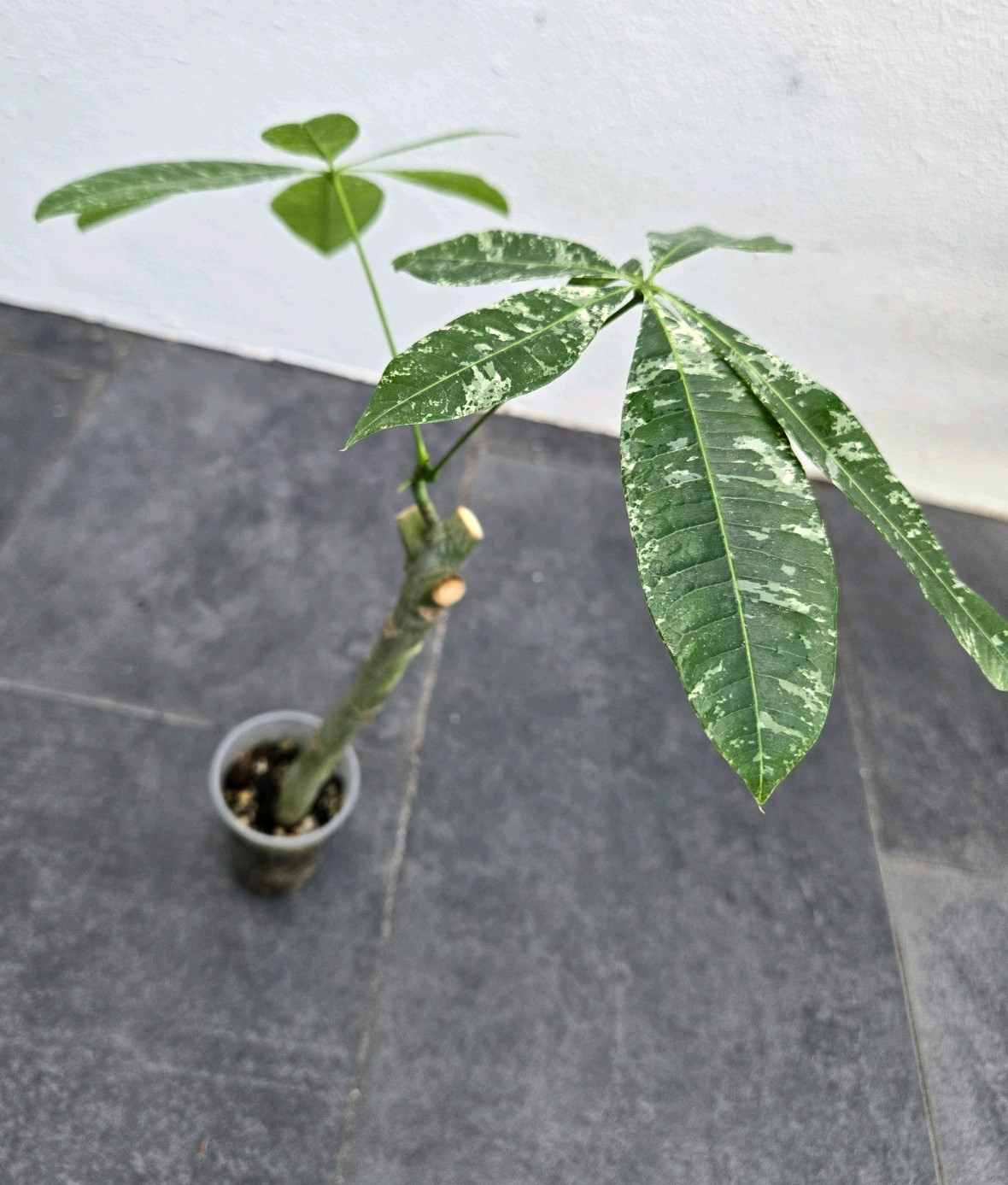 Variegated Pachira Acuatica Money Tree Philodendron Florida Beauty Monstera