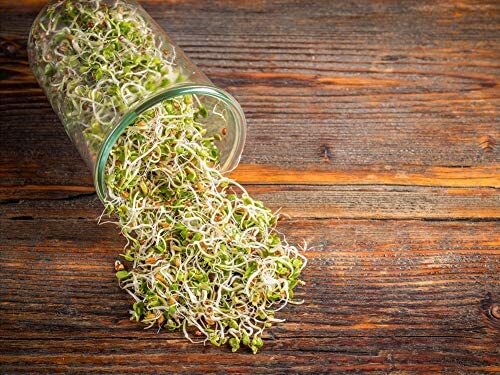 Radish Seeds for Sprouting – Kosher, Raw, Vegan – by Food To Live