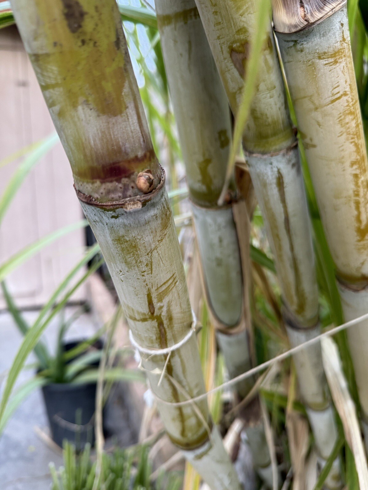 5pcs GREEN YELLOW SUGARCANE Cutting Sticks-ORGANIC