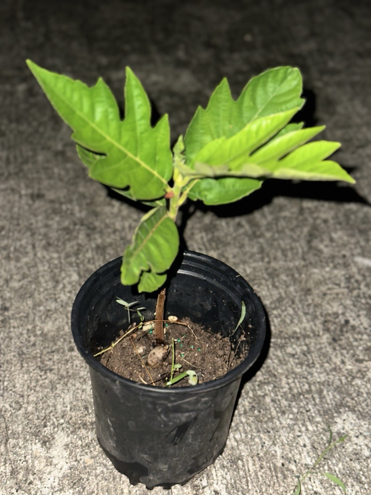 Breadfruit Tree Live Plant Seedling 8-16” Artocarpus altilis Tropical Fruit Ulu