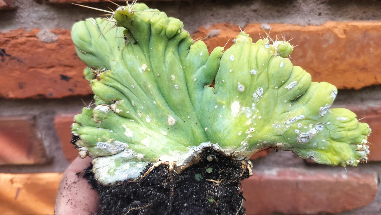 Sacred Cactus – Bridgesii -TBM Crested) – Fully Rooted (Exact Cactus)