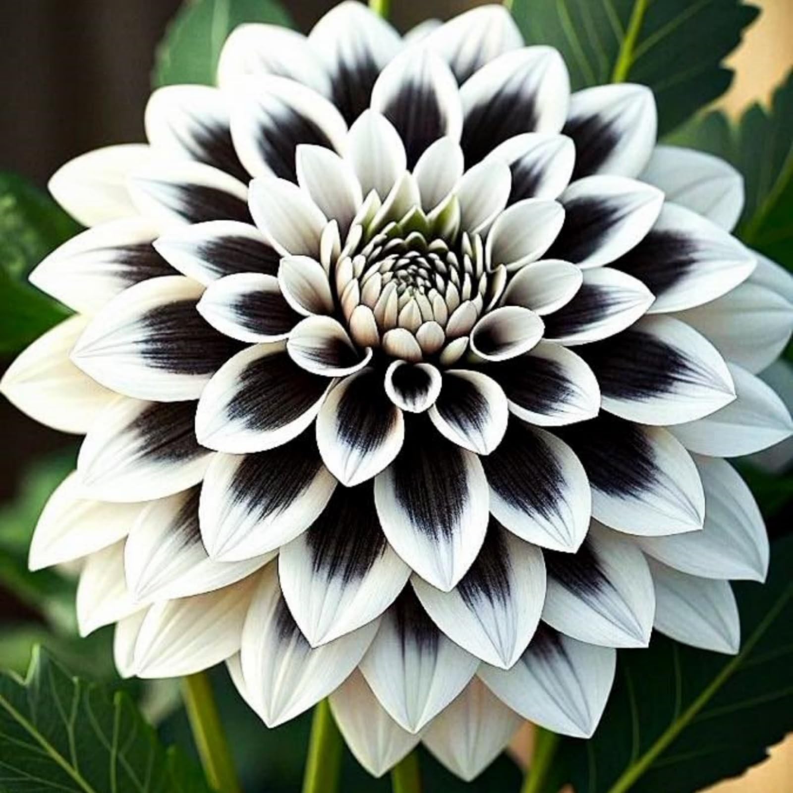300+ Mix Dahlia Seeds for Planting – Rare Dahlia Pompon Flower Seeds Variabil…