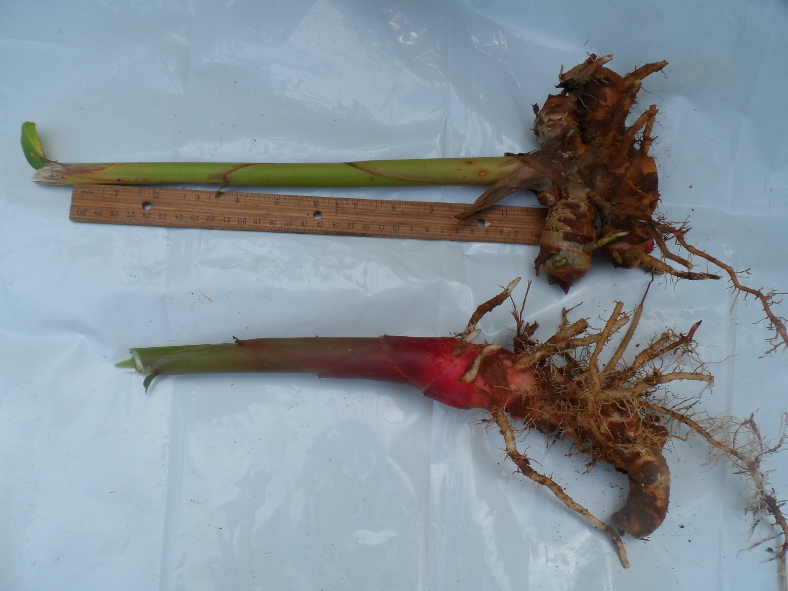4 White Hedychium Coronarium Rhizomes, Butterfly Ginger Plants, Free shipping!