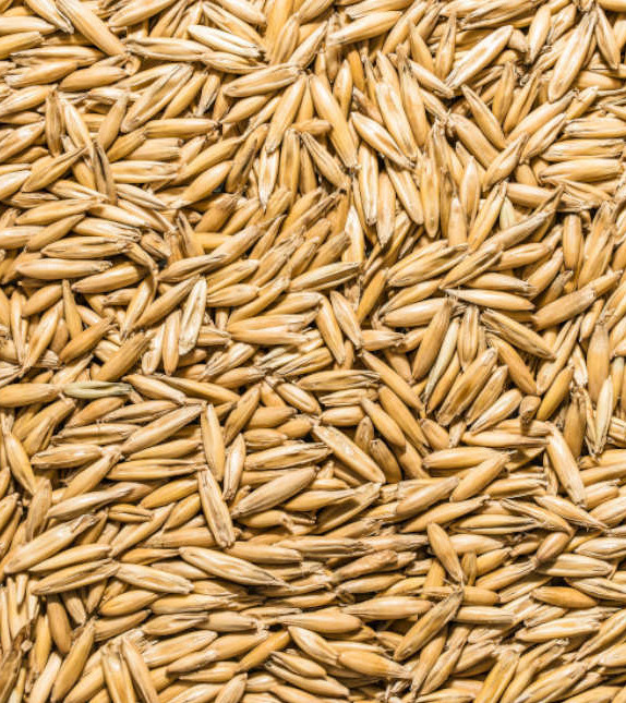 Cat Grass Seeds Chicken Oats Backyard Seed Feed Greens Treat Bird USA Grown