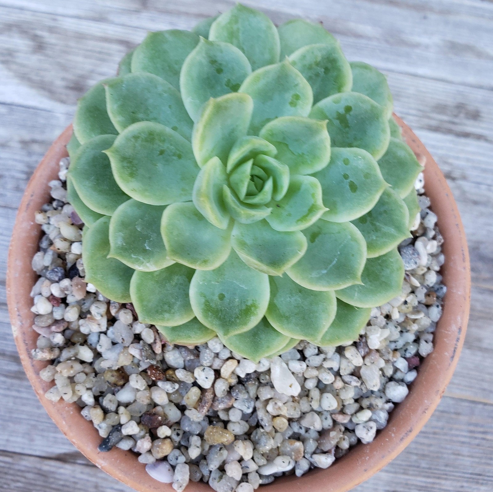 1 Lb 1/8 White Criva River Rock Cactus and Succulent Top Soil Dressing cactus Ca