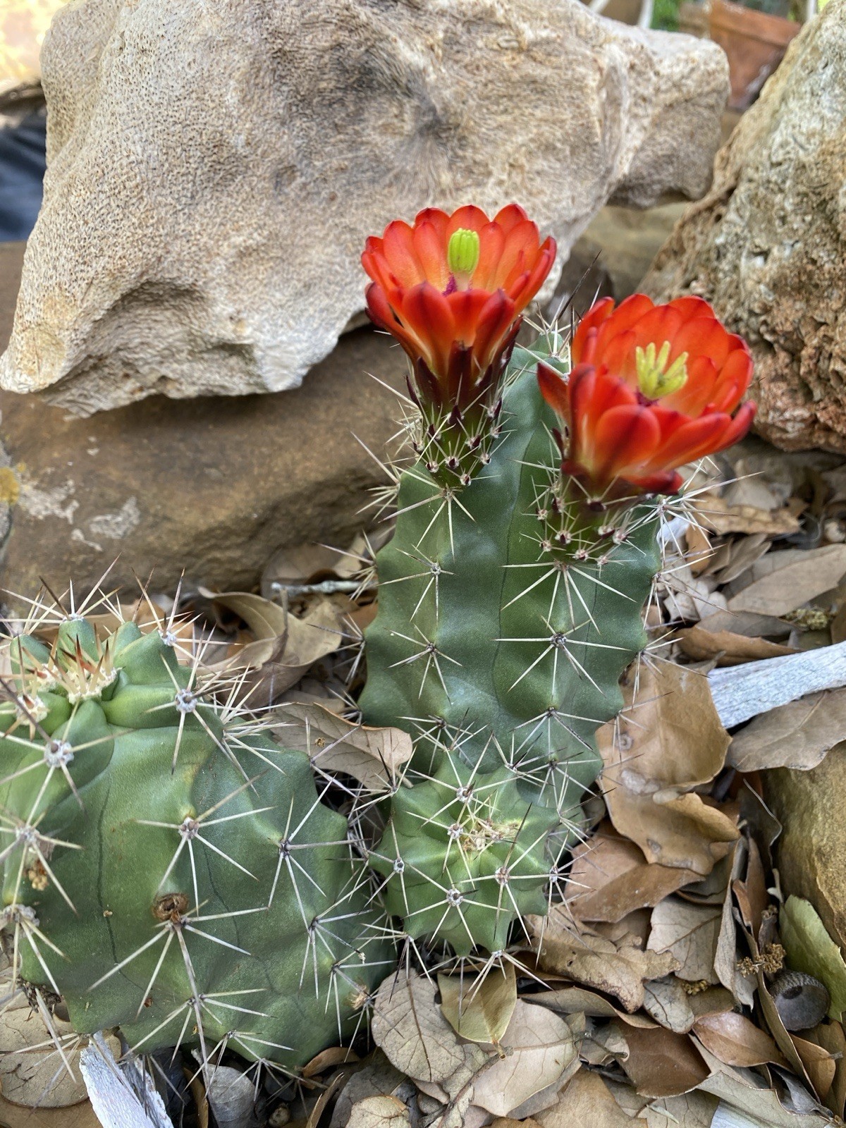Echinocereus Coccineus Scarlet Hedgehog Cactus Claret Cup Bare Root Cold Hardy